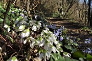 09 Sul sent. 505 festa di fiori , erba trinita (Hepatica nobilis) 